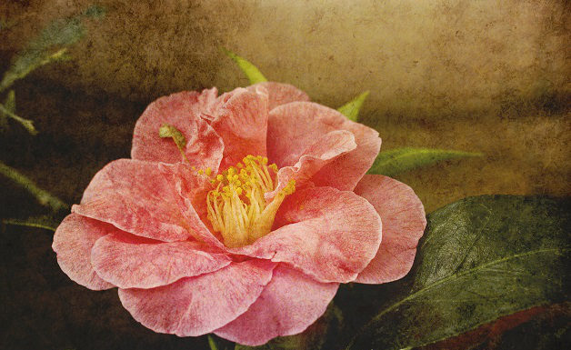 La culla del dècoupage 1571 0 la_ culla_del_decoupage